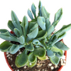 Senecio kleiniiformis - Spear Head