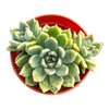 Graptoveria 'Melody'