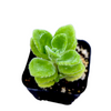 Plectranthus tomentosa - Vicks Plant