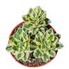 Sedum takesimense Atlantis™ Variegated