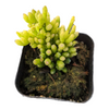 Rhipsalis mesembryanthemoides