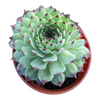 Sempervivum calcareum 'Greenii'