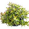 Crassula rubricaulis 'Butterfly Bush'
