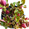 Crassula streyi 'Pondo Cliff'