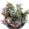 Kalanchoe fedtschenkoi 'Majestic Scallops'