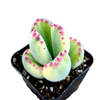 Cotyledon tomentosa Variegated Bear's Paw