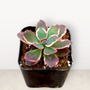 SunSparkler® Sedum 'Dream Dazzler'