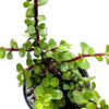 Portulacaria afra 'Elephant Bush'