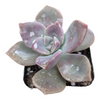 Graptopetalum 'Purple Delight'