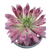 Aeonium 'Phoenix' Variegata