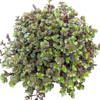 Callisia repens Miniature Wandering Dude