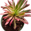 Aeonium 'Phoenix' Variegata