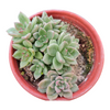 Graptoveria 'Melody'
