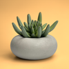 Perfect Succulent Planter