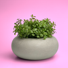 Perfect Succulent Planter