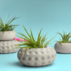 Concave Dots Air Plant Holder | Succulent Planter