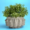 Multi Face Succulent Planter