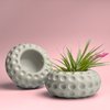 Concave Dots Air Plant Holder | Succulent Planter