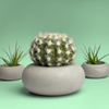 Perfect Succulent Planter