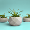 Geometric Air Plant Holder