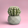 Geometric Air Plant Holder