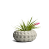 Concave Dots Air Plant Holder | Succulent Planter