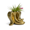 Banana Air Plant Holder