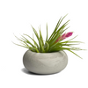 Modern Air Plant Holder