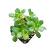 Aeonium saundersii Pinheads 'Little fox'