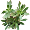 Aeonium leucoblepharum