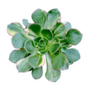 Aeonium 'Green Earth' Variegata