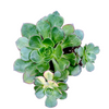 Aeonium 'Green Earth' Variegata