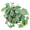 Senecio kleiniiformis - Spear Head