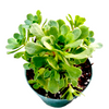 Aeonium arboreum Webb & Berthel