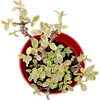 SunSparkler® Sedum 'Wildfire'