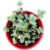 SunSparkler® Sedum 'Lime Zinger'