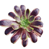 Aeonium O'Carrie