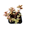 SunSparkler® Sedum 'Wildfire'