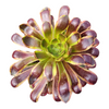 Aeonium O'Carrie