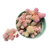 Sedum versadense Korean Succulent