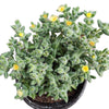 Delosperma echinatum - Pickle Plant