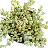 Cotyledon pendens 'Cliff Cotyledon'