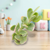 Senecio jacobsenii - Trailing Jade, Weeping Jade