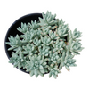 Sedeveria 'Silver Frost'