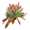 Graptoveria 'Fred Ives'