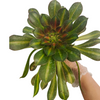 Aeonium 'Kilimanjaro'