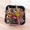 Crassula nudicaulis 'Devil's Horns'