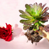 Aeonium 'Voodoo' - Giant Red Aeonium