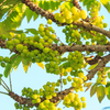 Otaheite Gooseberry (Phyllanthus acidus)