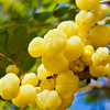 Otaheite Gooseberry (Phyllanthus acidus)